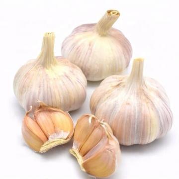 Pure White Garlic