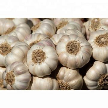 Fresh New Crop Pure/Normal White Garlic