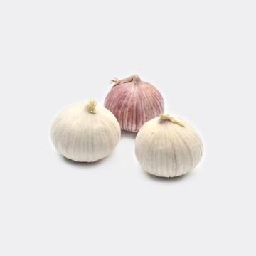 Fresh New Crop Of Solo Garlic Single Clove Garlic From Best Food