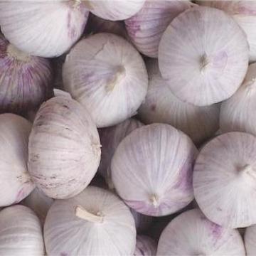 Fresh Style And Siliceous Vegetables Product Type Single Clove Garlic