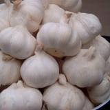 Fresh New Crop Pure/Normal White Garlic