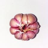 Fresh Purple Garlic