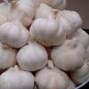 Pure White Garlic