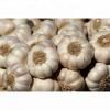 Natural Fresh White Garlic Wholesales