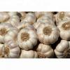 New Crop  Pure White Garlic With Good Quality