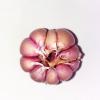 New Crop Fresh Garlic Purple Skin