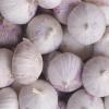 Fresh New Crop Of Solo Garlic Single Clove Garlic From Best Food #1 small image