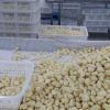 Export New Crop White Peeled Garlic