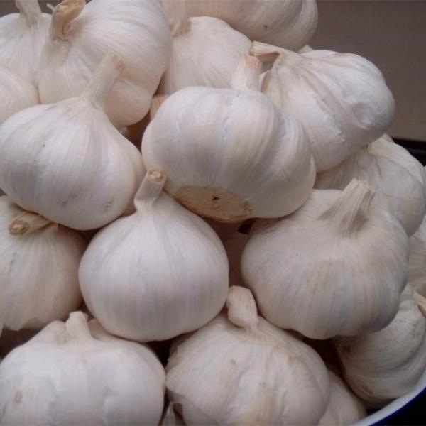 Fresh New Crop Pure/Normal White Garlic #1 image