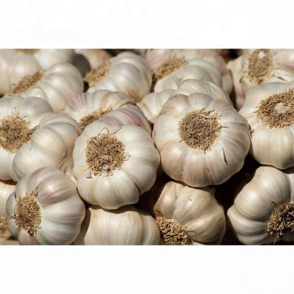 Best Quality Bulk Pure Fresh Normal White Garlic #1 image
