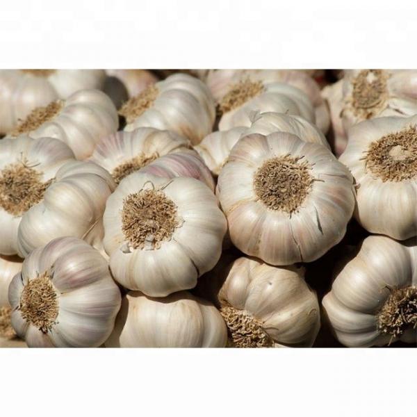 Fresh New Crop Pure/Normal White Garlic #2 image