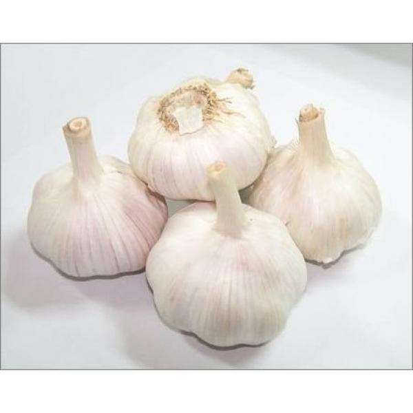 Fresh New Crop Pure/Normal White Garlic #3 image