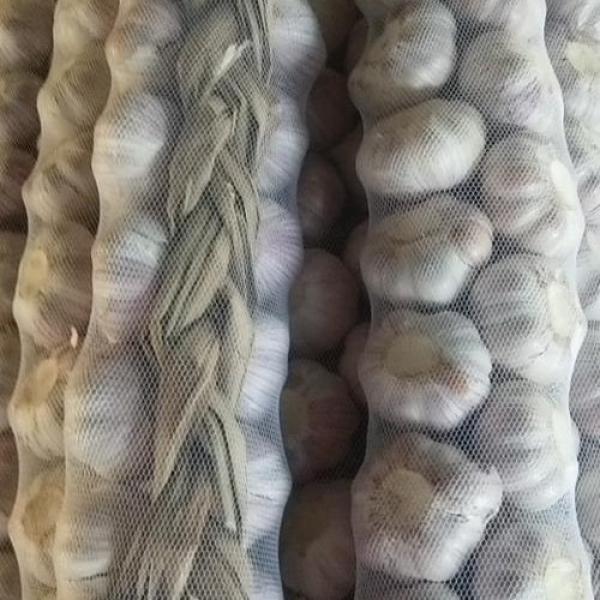 Fresh Garlic Braids, Fresh Garlic Normal White #1 image