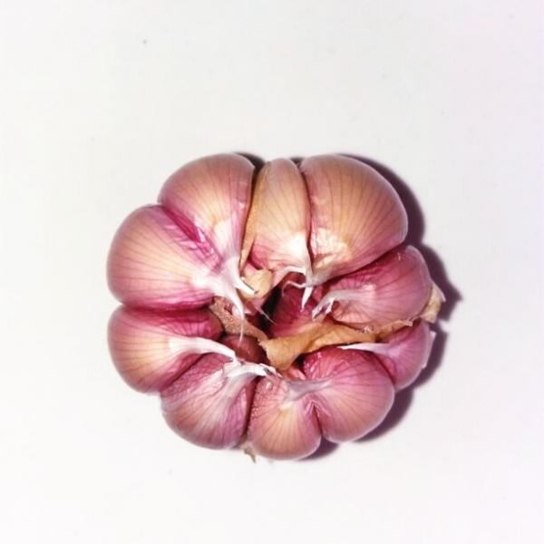 Fresh Purple Garlic #1 image