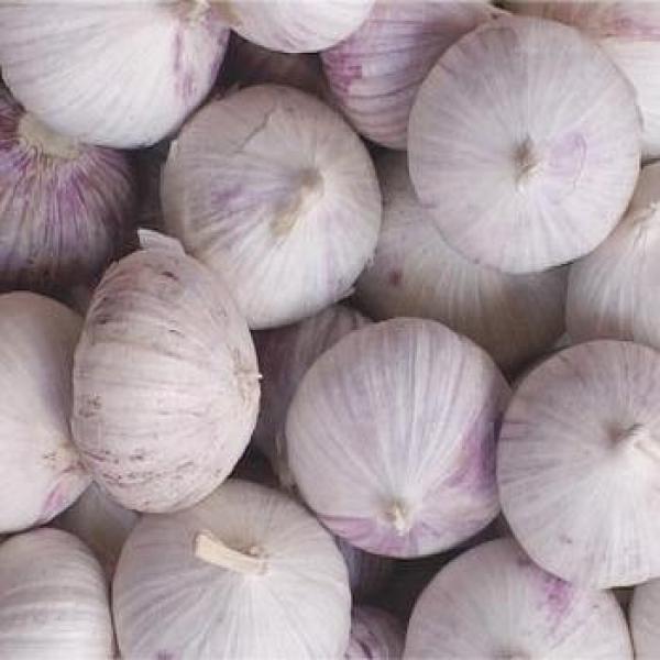 Fresh New Crop Of Solo Garlic Single Clove Garlic From Best Food #1 image
