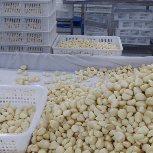 Good Quality Nitrogen Filled Fresh Peeled White Garlic Clove #1 image